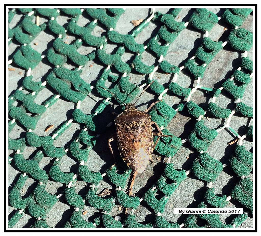 Pentatomidae: Halyomorpha halys, cimice asiatica?  No !  Raphigaster nebulosa
